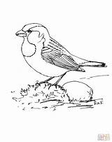 Sparrow Sparrows Insect Supercoloring sketch template