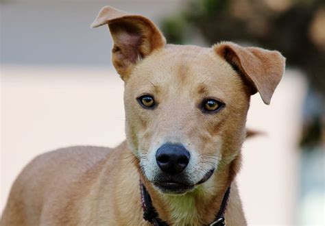 Perros De Raza Y Perros Mestizos ¿en Qué Se Diferencian Mundo Perros