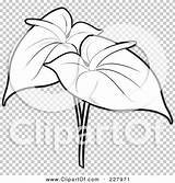 Anthurium Outline Coloring Flowers Illustration Two Rf Royalty Clipart Perera Lal Clip sketch template