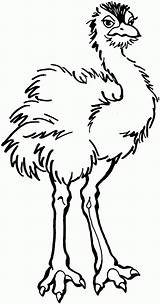 Kolorowanki Avestruz Strusie Struś Druku Emu Kolorowanka Kiwi Supercoloring Ptaki Strauss Ostrich Pl Asd9 sketch template