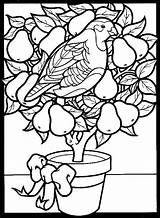 Pear Tree Partridge Coloring Pages Christmas Glass Stained Choose Board Colouring sketch template