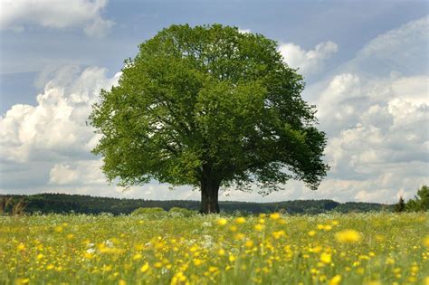 arbre oratoire de france