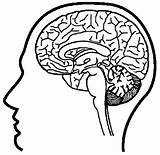 Brain Cerebro Humano Dibujos Craneo Neuroscience Cérebro Anatomy Colorer Effortfulg Nervous Actividades 5to Primaria Iwcm sketch template