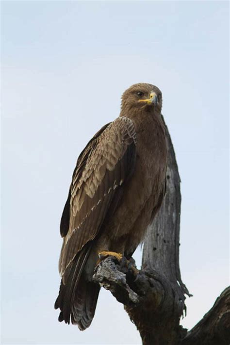 lesser spotted eagle  walking eagle dinoanimalscom