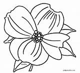Dogwood Clipart Flower Coloring Drawing Tree State Virginia Blossoms Pages Flowers Branch Clip Template Clipground Blossom Visit sketch template