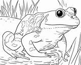 Frog Zoo Frogs Bestcoloringpagesforkids Tadpole Frosch Bullfrog Rane Ausmalbild Rana Colorear Disegno Grenouilles Sketsa Hewan Erwachsene Terrestres Acuaticos Scuola Amphibia sketch template