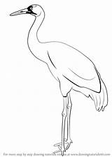 Crane Drawing Sandhill Draw Birds Getdrawings Step sketch template