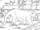 Panther Coloring Pages Printable Cat sketch template