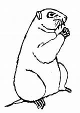 Groundhog Marmottes Marmotte Dessins sketch template