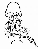 Jellyfish Coloring Frill Tentacled sketch template