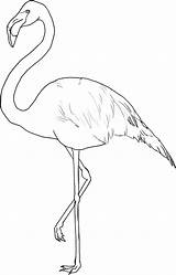 Flamingo Coloring Pages Color Print Drawing Kids Printable Template Outline Flamingos Line Tattoo Birthday Animals Painting Stencils Animalstown Sparrow Pattern sketch template
