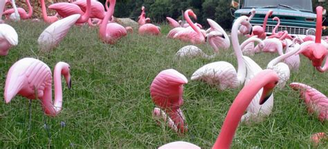 making   iconic plastic pink lawn flamingo lemelson center