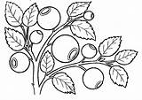 Coloring Pages Berries Blueberries Coloringtop Template Fruits sketch template