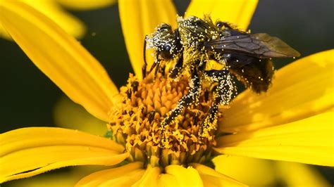 sweet success  bees choose  pollen  collect science aaas
