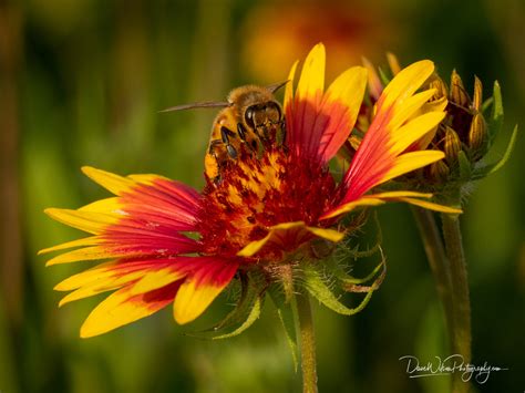 Honey Bee On Indian Blanket ‹ Dave Wilson Photography