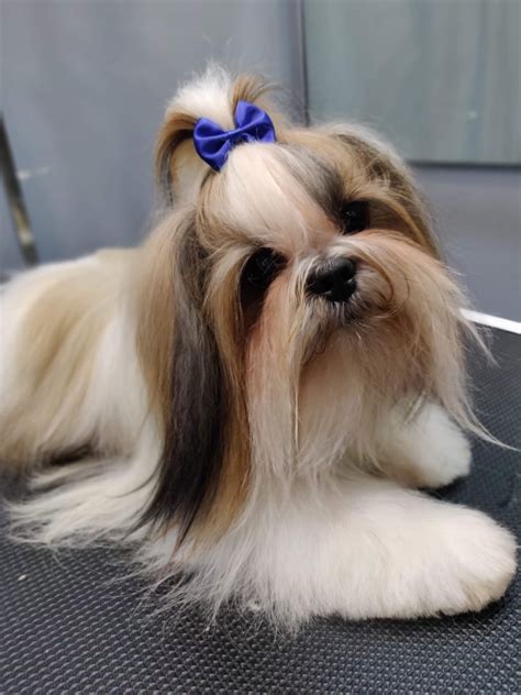 pet grooming services   city   pamper  pets silly