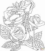 Rose Coloring Pages Grandiflora Arizona Printable Drawing Silhouettes sketch template