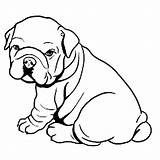 Bulldog Coloring Pages Dog Puppy Fat Pitbull American Cute Georgia Drawing Printable Bulldogs Kids Clipart Color Baby Chubby Sheet Print sketch template