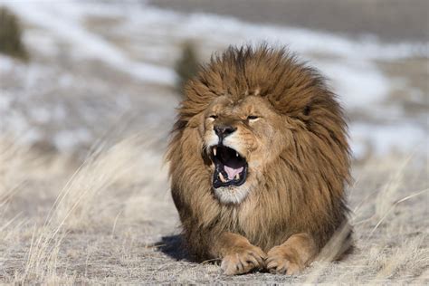 super facts   wondrous barbary lion animal sake