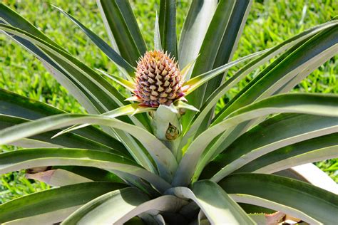 pineapple plants  nanabreads head