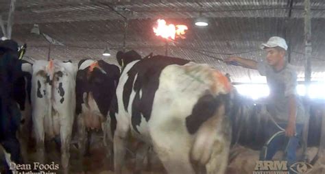 new video shows cows beaten and burned at florida dairy farm