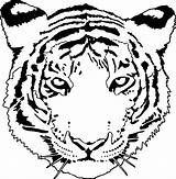 Tiger Face Pages Wild Scripture Wecoloringpage sketch template