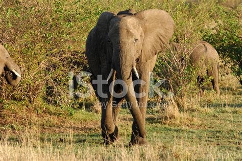 charging african elephant stock photo royalty  freeimages