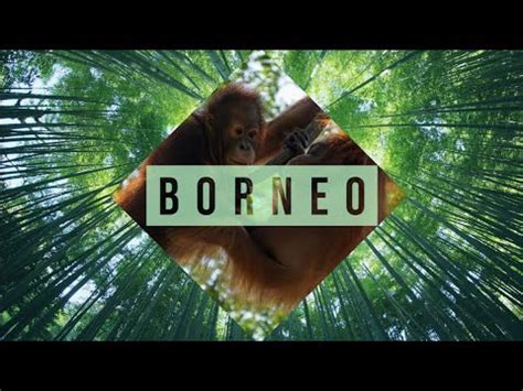 borneo youtube