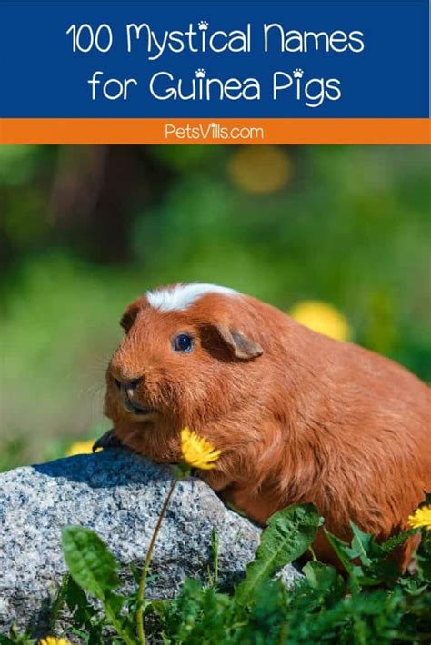 magically mystical guinea pig names petsvills