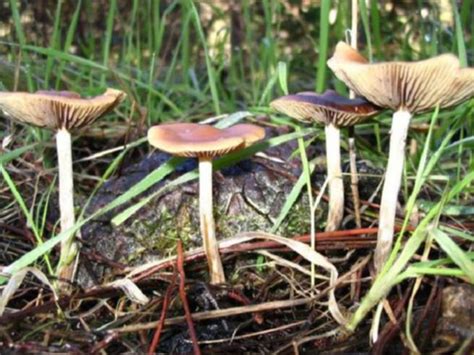 Wa Police Target ‘magic Mushroom Harvesting In South West Town