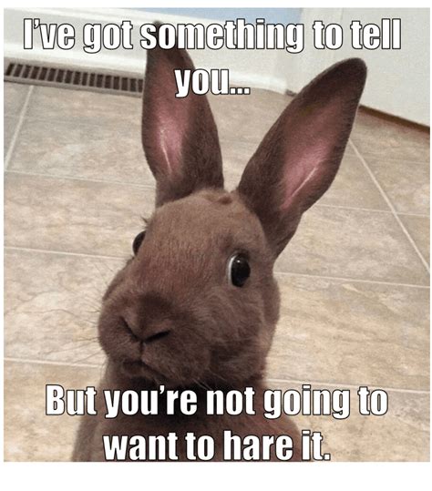 funny bunny memes enchanted  world