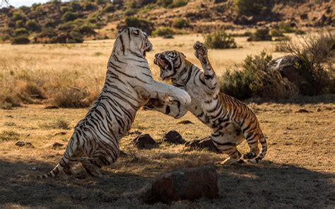 ire   tiger rare moment bengal tigers   battling head