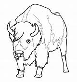 Buffalo Outline Drawing Coloring Pages Clipartmag sketch template