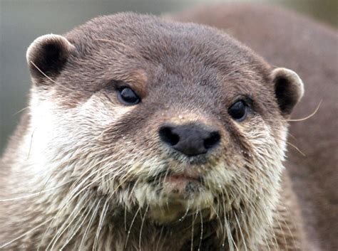 otters home