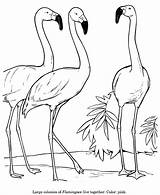 Drawing Coloring Drawings Flamingo Animal Pages Animals Kids Bird Print Line Color Different Clipart Identification Draw Wild Wildlife Flamingos Jellyfish sketch template