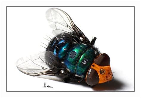 gobelinus regius buying camera spy camera insects