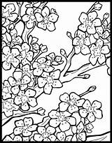Coloring Cherry Blossom Chinese Pages Tree Lanterns Colouring Print Flower Lantern Japanese Sheets Blossoms Printable Festival Book Drawing Letscolorit Adult sketch template