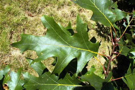 black oak  top  common tree  north america