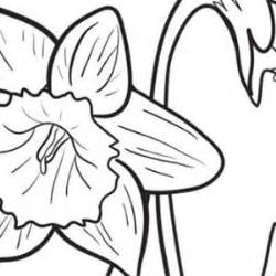 daffodil flower garden coloring page kids play color