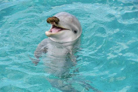 swimming  dolphins  curacao curacao activities