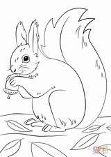 Coloring Pages Winter Squirrel Fall Printable Preparing Animal Supercoloring Ekorre Animals Fr Drawings Squirrels sketch template