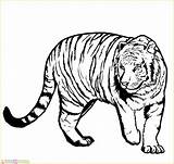 Harimau Mewarnai Tigre Outline Ausmalbilder Marimewarnai Paud Tk Clipartmag Kartun Coloringme sketch template