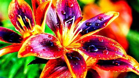 colorful flower images colourful flowers bright colors photo