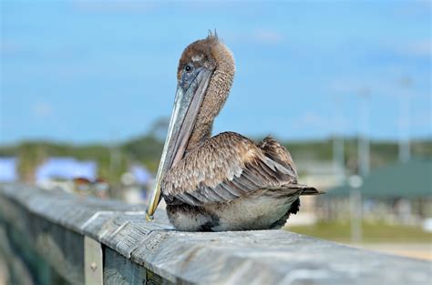 wallpaper brown pelican peakpx