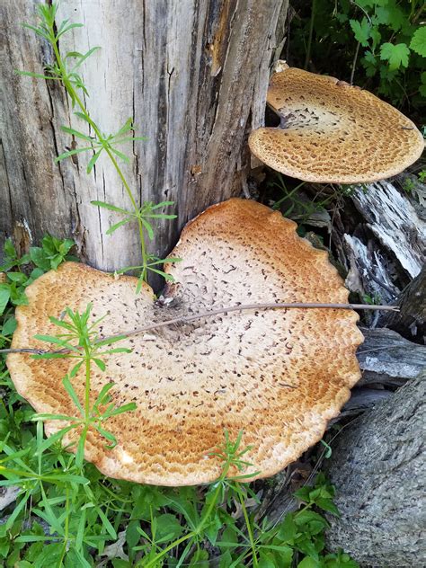 mushroom identification general discussion forum  depth outdoors