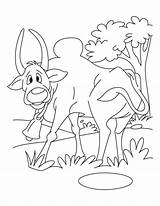 Pages Dare Coloring Printable Ox Getcolorings sketch template