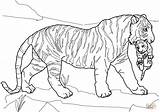 Coloring Tiger Pages Cub Carrying Mother Drawing sketch template