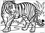 Coloriage Tigre Felin Asie Foret Bleus Yeux Vit Aux sketch template