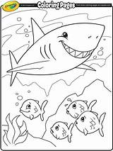 Coloring Shark Clark Pages Google sketch template
