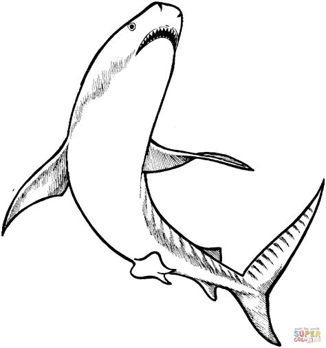 tiger shark coloring page  printable coloring pages